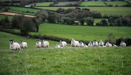 Nottinghamshire: Flock foundations - Early decisions, lasting gains